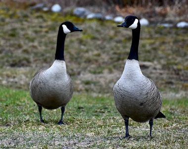 Canada goose hotsell 75 off broadway